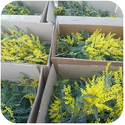 Низкие цены