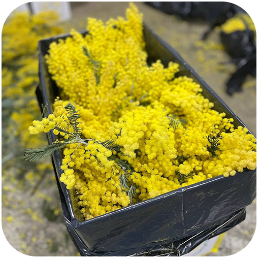 Мимоза оптом