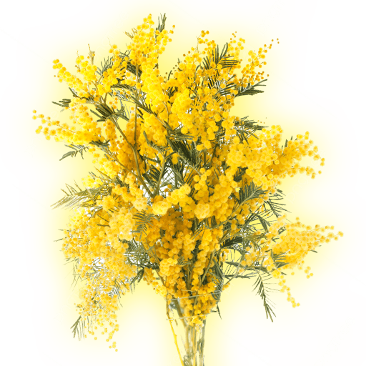 Мимоза из Абхазии